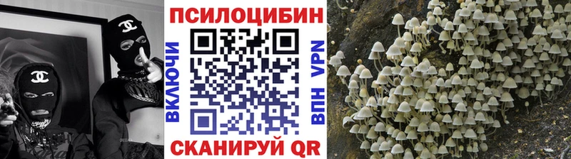 Галлюциногенные грибы Psilocybine cubensis  Купить  Дербент 